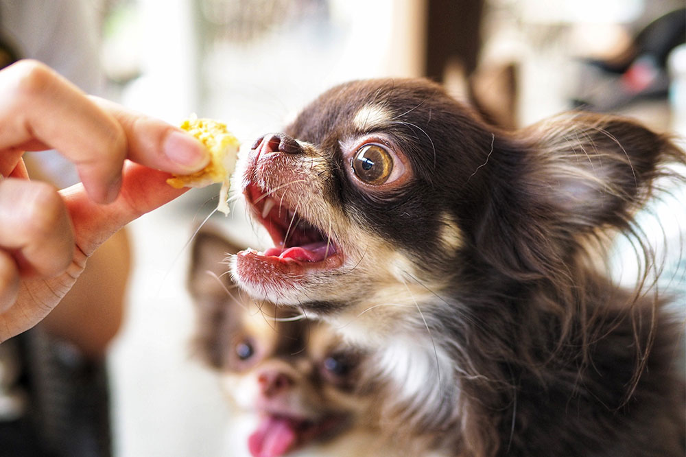 Best Foods for Dogs with Allergies