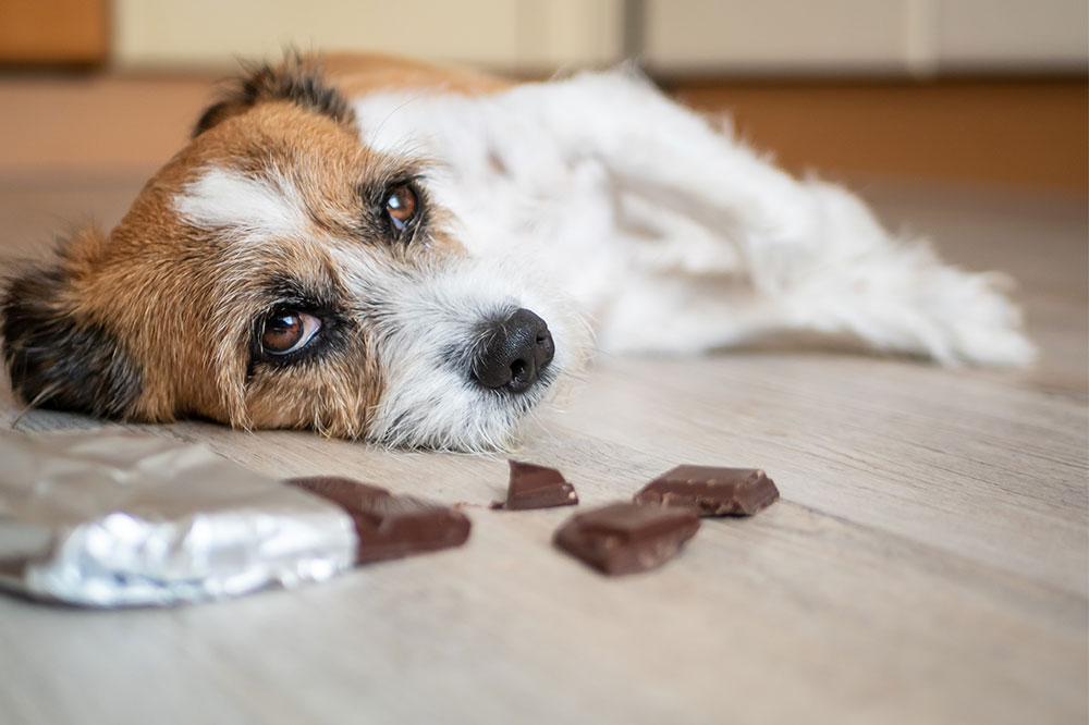 Human Foods That are Dangerous for Dogs