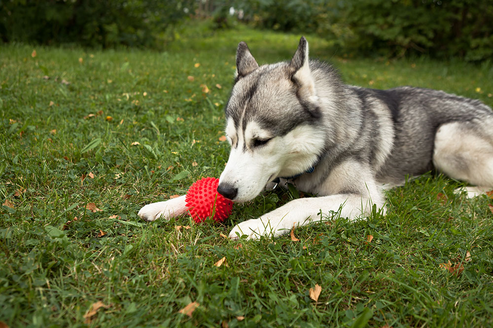 Popular Toys for Every Pet
