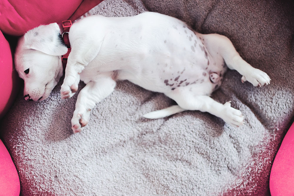 Top Food for Dogs With Sensitive Stomachs