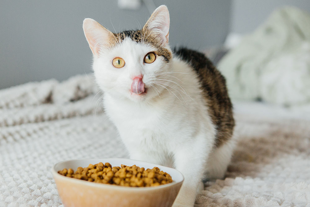 4 Tips for Every Cat’s Wholesome Nutrition