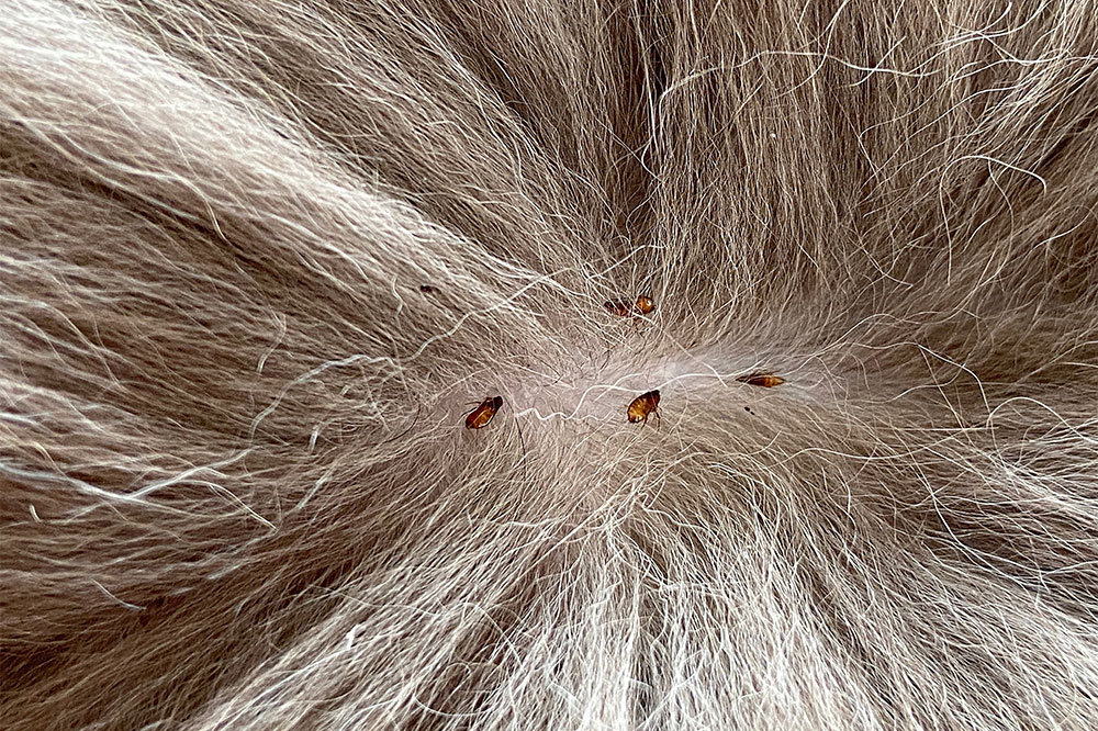 4 Ways to Get Rid of Fleas and Ticks