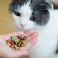 5 Common Ingredients for Healthy Cat Treats