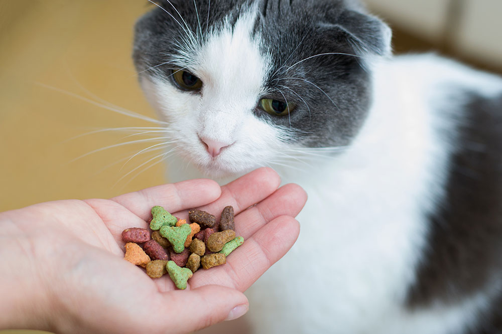 5 Common Ingredients for Healthy Cat Treats